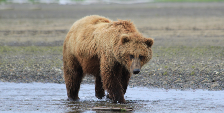 Attitudes Toward the Management of Bears and Other Large Carnivores ...