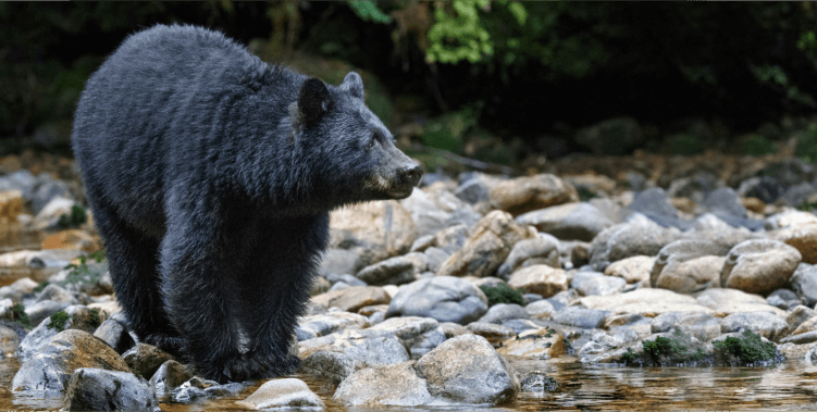 Bear Hunting in Maine – Responsive Management